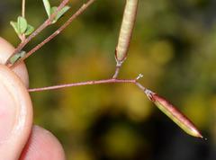 Indigofera sarmentosa