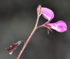 Indigofera sarmentosa
