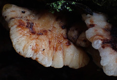 Amylocystis lapponica