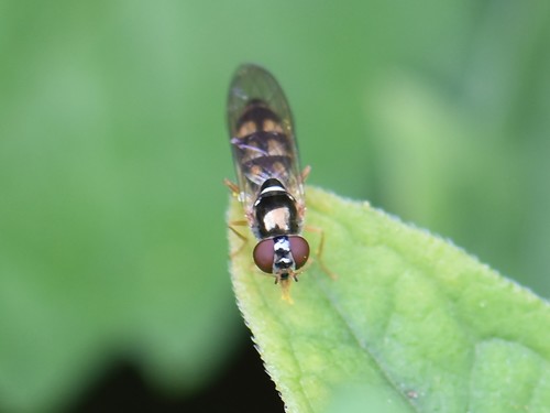 Variable Duskyface Fly, Groesbeek, Nederland, photo 7 of 10