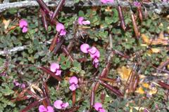 Indigofera sarmentosa