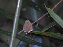 Arhopala pseudomuta
