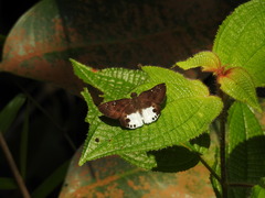 Tagiades calligana