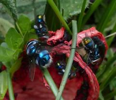 Chrysomya chloropyga