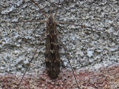 Tipula confusa