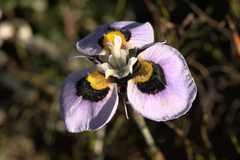 Moraea villosa