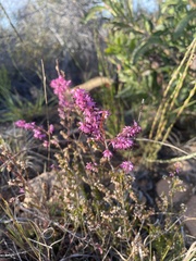 Erica uberiflora