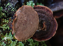 Fuscoporia viticola