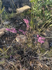 Erica uberiflora