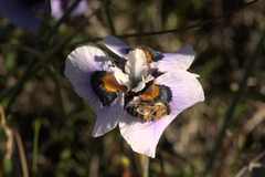 Moraea villosa
