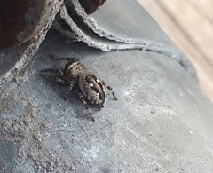 Dendryphantes zygoballoides
