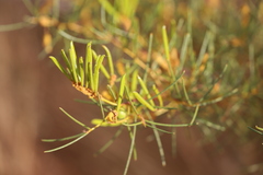 Acacia orthocarpa
