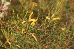 Acacia orthocarpa