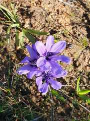 Babiana angustifolia