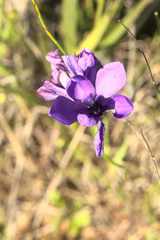 Babiana angustifolia