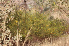 Acacia orthocarpa