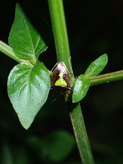 Carbula scutellata