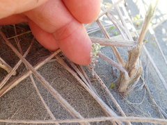 Ozothamnus leptophyllus