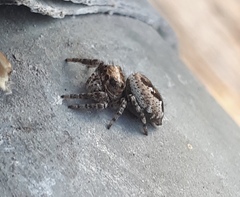 Dendryphantes zygoballoides