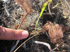 Leucadendron teretifolium