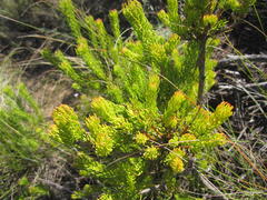 Leucadendron teretifolium