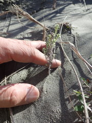 Ozothamnus leptophyllus