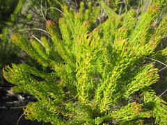 Leucadendron teretifolium