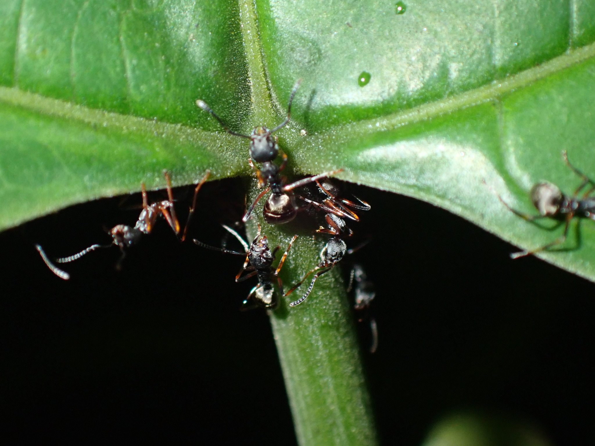 Dolichoderus cuspidatus