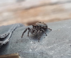Dendryphantes zygoballoides