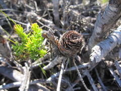 Leucadendron teretifolium