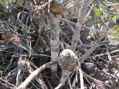 Leucadendron teretifolium