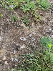 Gypsophila fastigiata