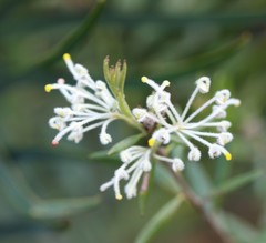 Grevillea pilulifera
