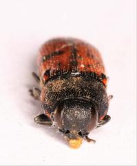 Acmaeodera wittmeri