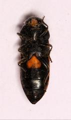 Acmaeodera wittmeri