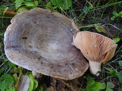 Lactarius subcircellatus