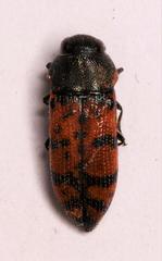 Acmaeodera wittmeri