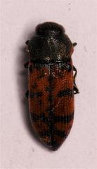 Acmaeodera wittmeri