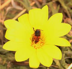 Acmaeodera wittmeri