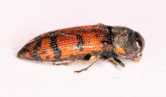 Acmaeodera wittmeri