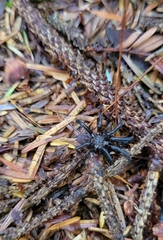 Antrodiaetus pacificus