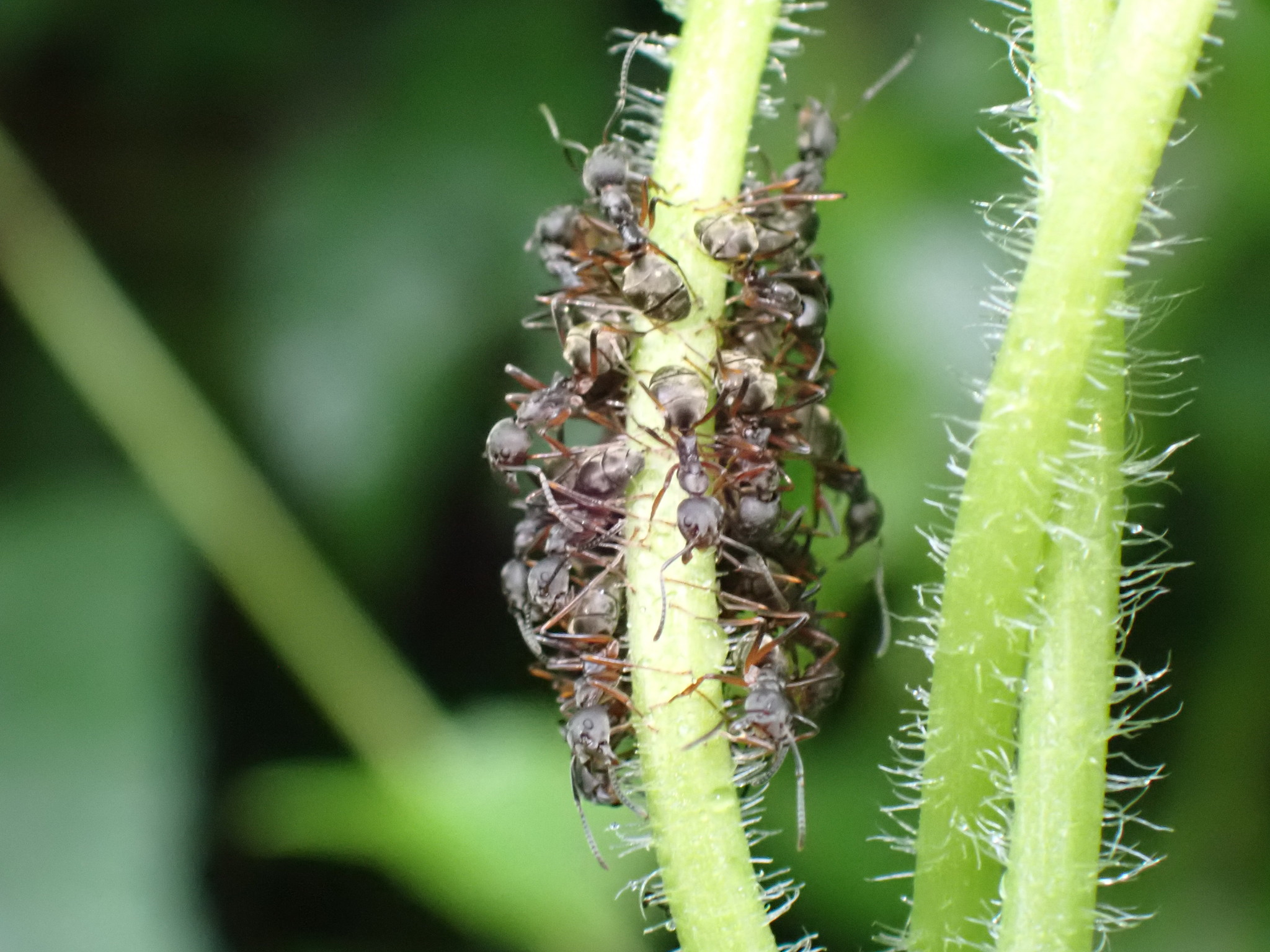 Dolichoderus laotius