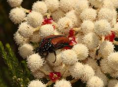 Trichostetha capensis