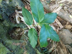 Vincetoxicum hirsutum