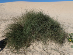 Ehrharta villosa
