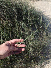 Ehrharta villosa
