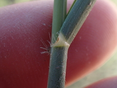 Ehrharta villosa
