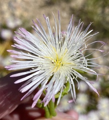 Mesembryanthemum longistylum