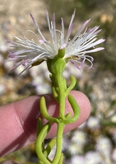 Mesembryanthemum longistylum