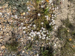 Mesembryanthemum longistylum